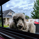 Illustration for article titled Fur Face Friday - Truck Poodle